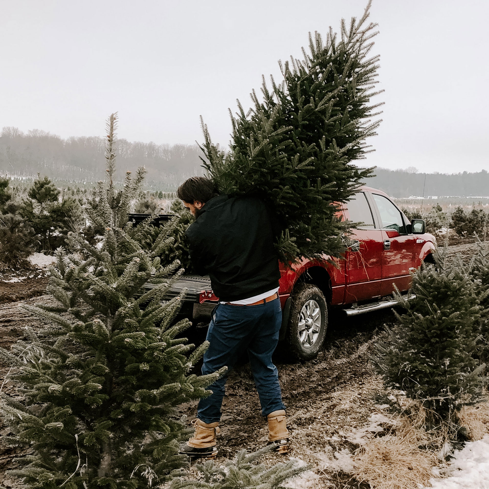 Dónde comprar un árbol de Navidad ecológico